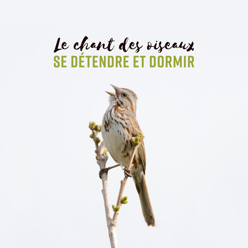 Picture of Le chant des oiseaux - Se détendre et dormir, Sons apaisants de la nature, Bruit de forêt, Anti-dépression stress et anxiété