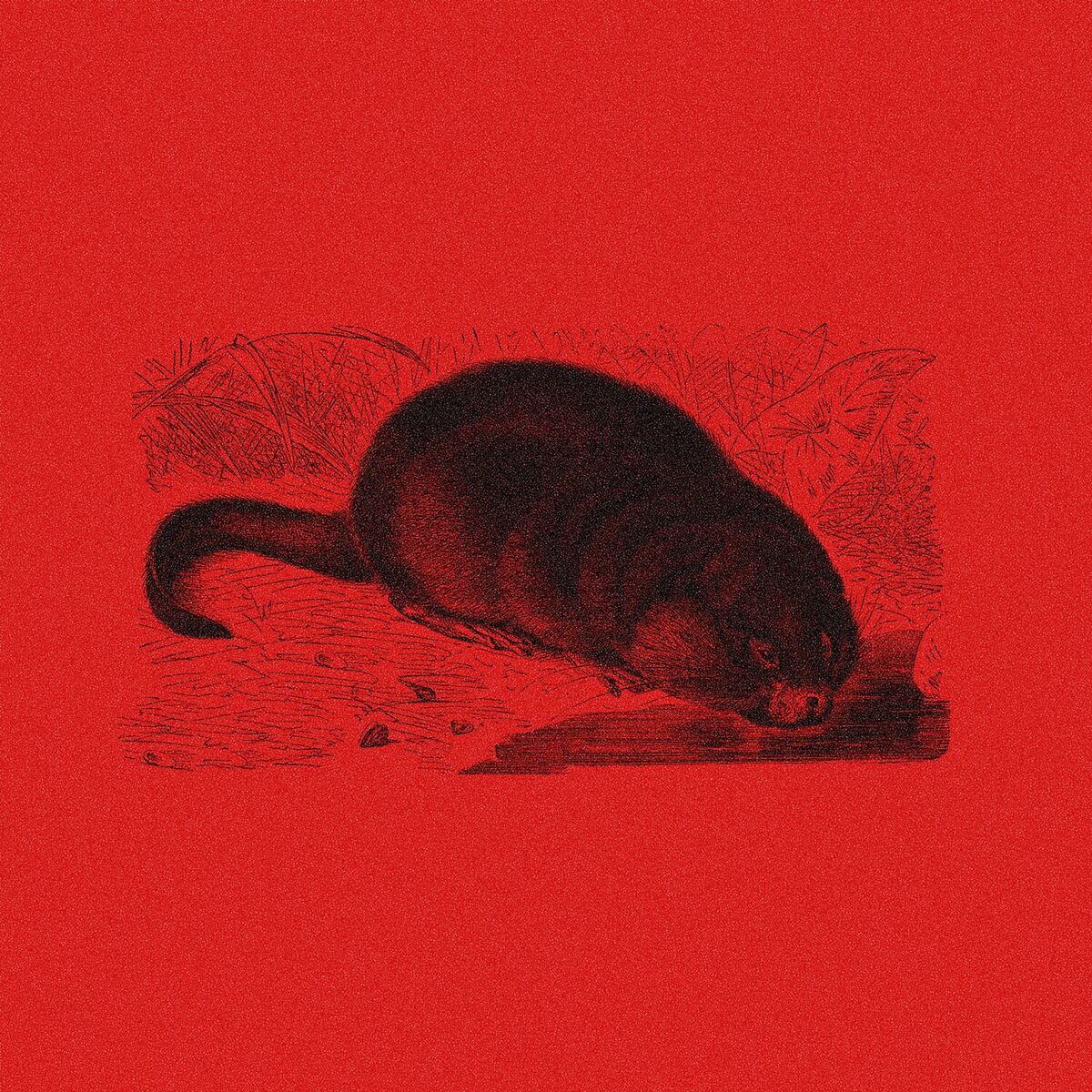 Album cover of Bisamratte