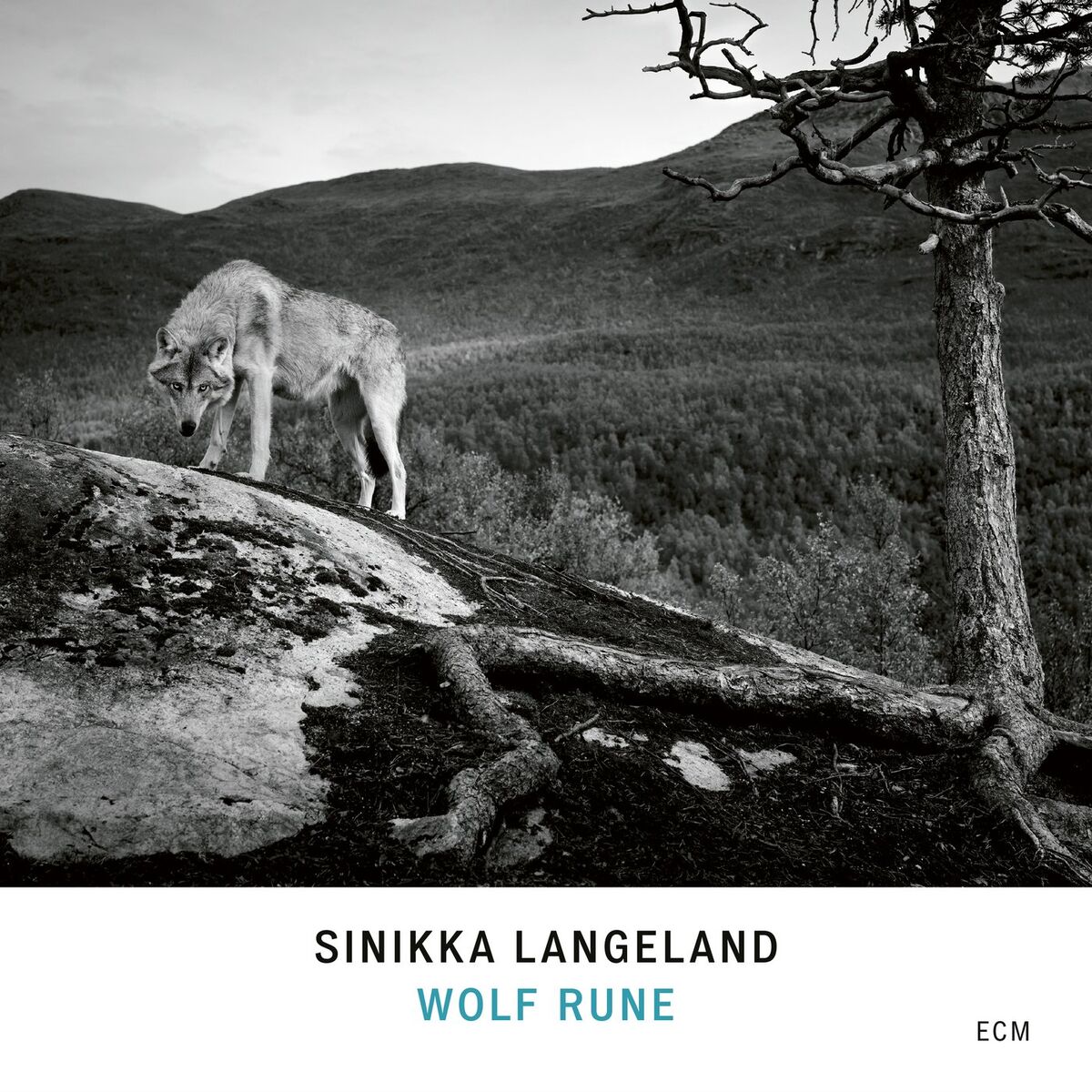 Album cover of Wolf Rune