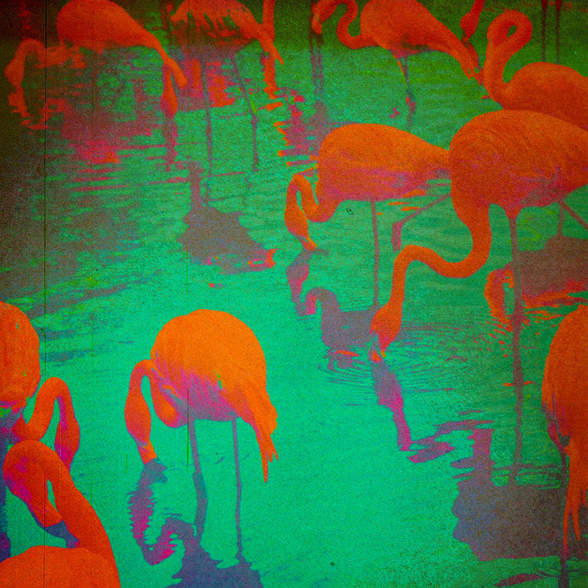 Album cover of Hackney Birdwatch