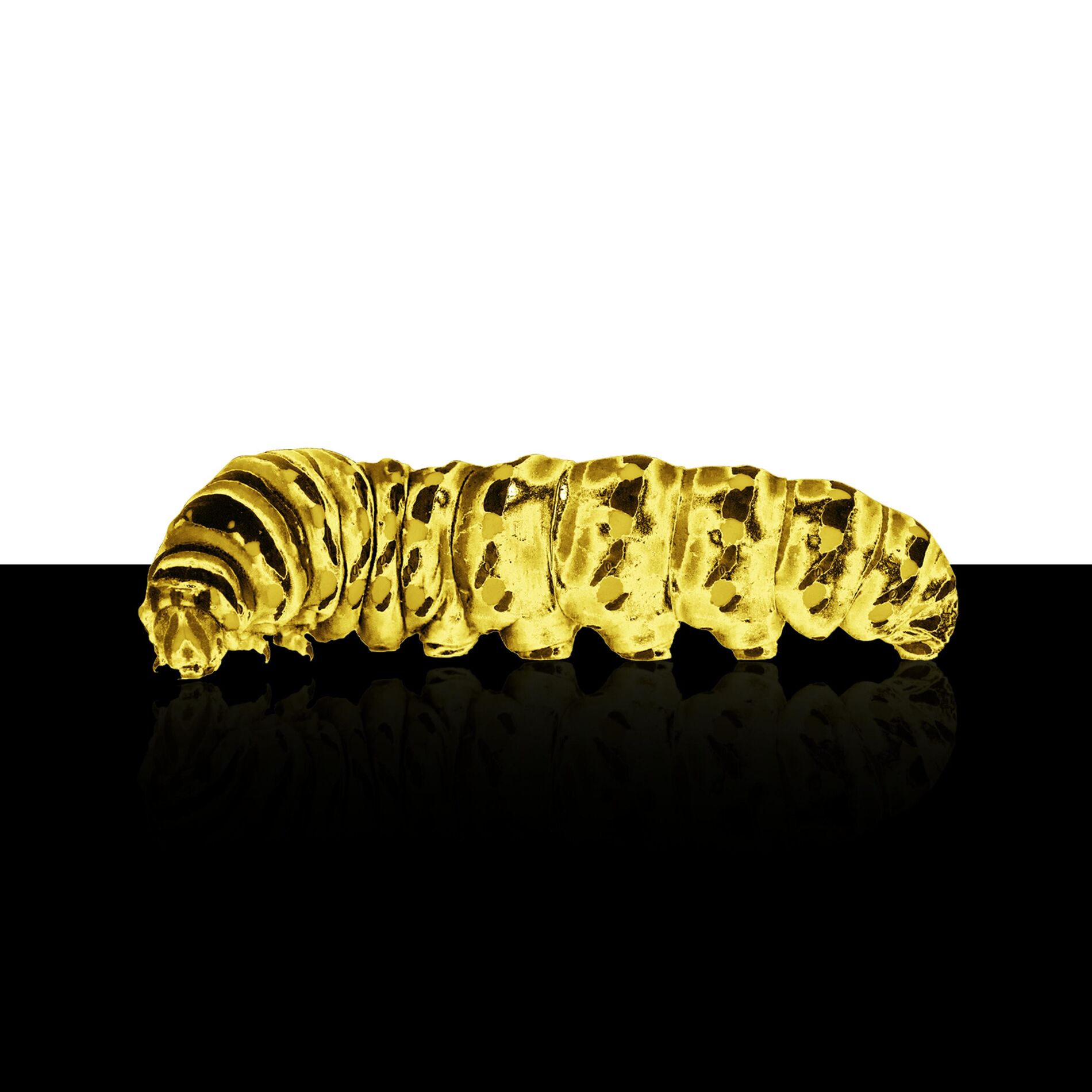 Album cover of KATAPILLA