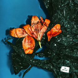 Pochette album