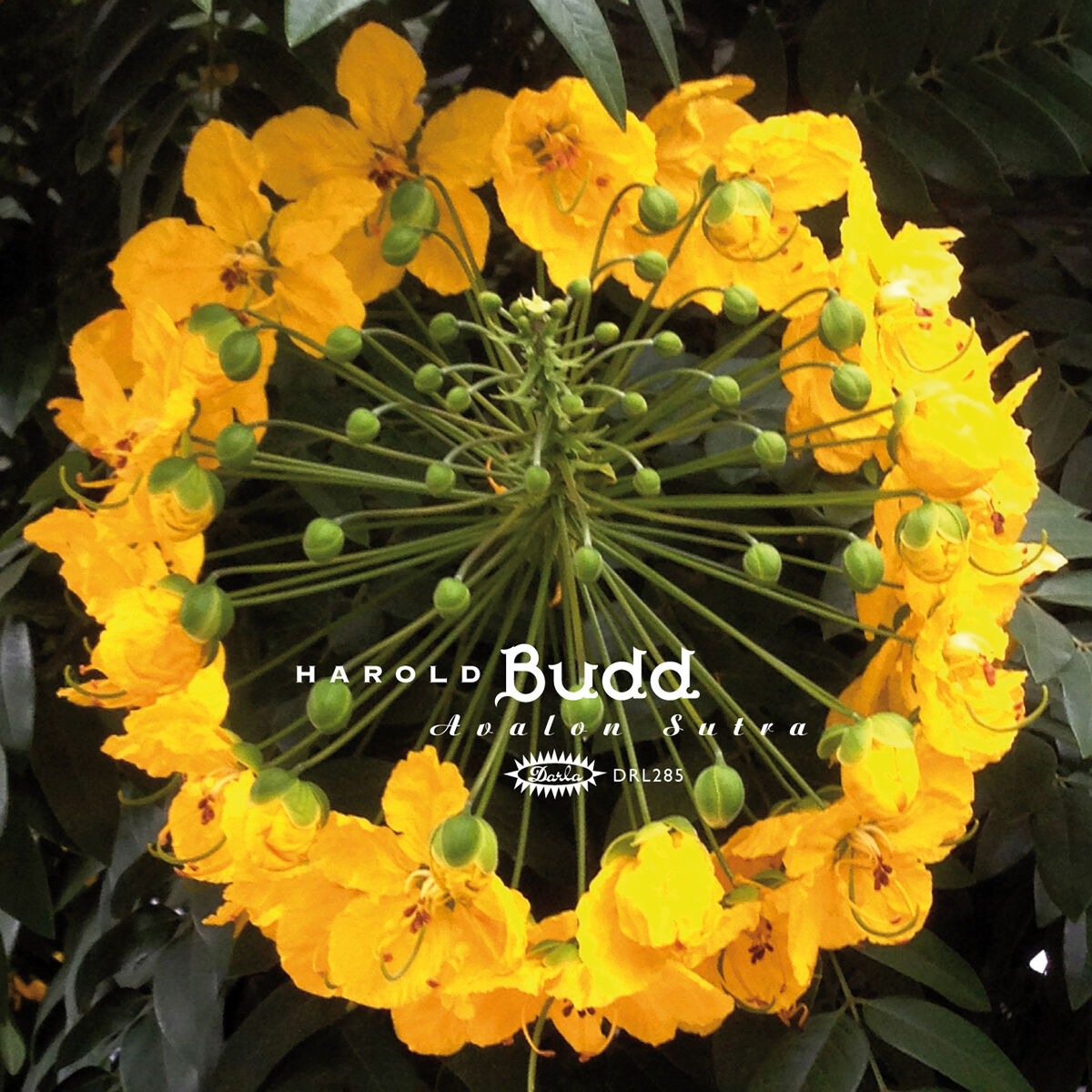 Album cover of Avalon Sutra (2013 Remaster)