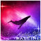 Baleine