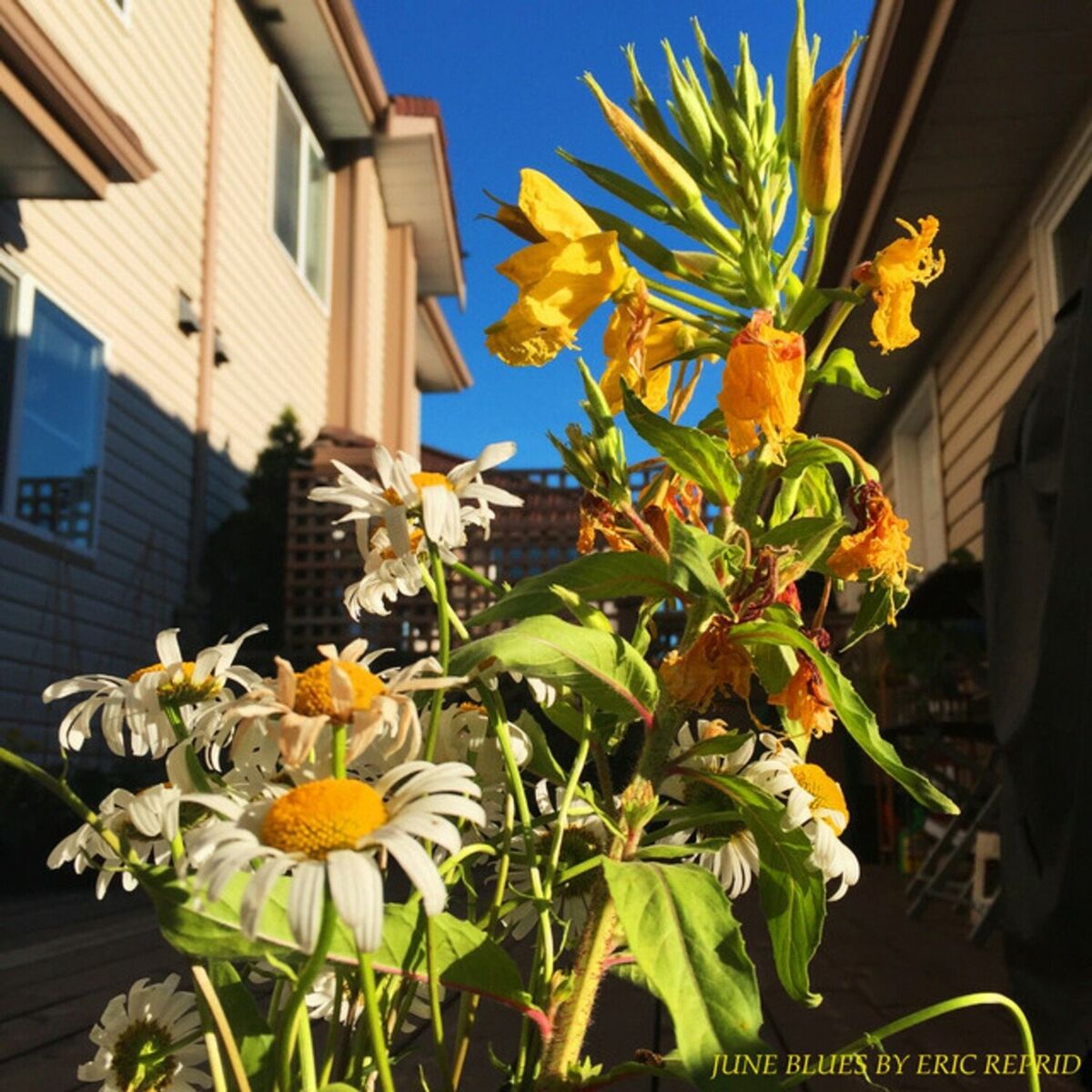 Album cover of June Blues