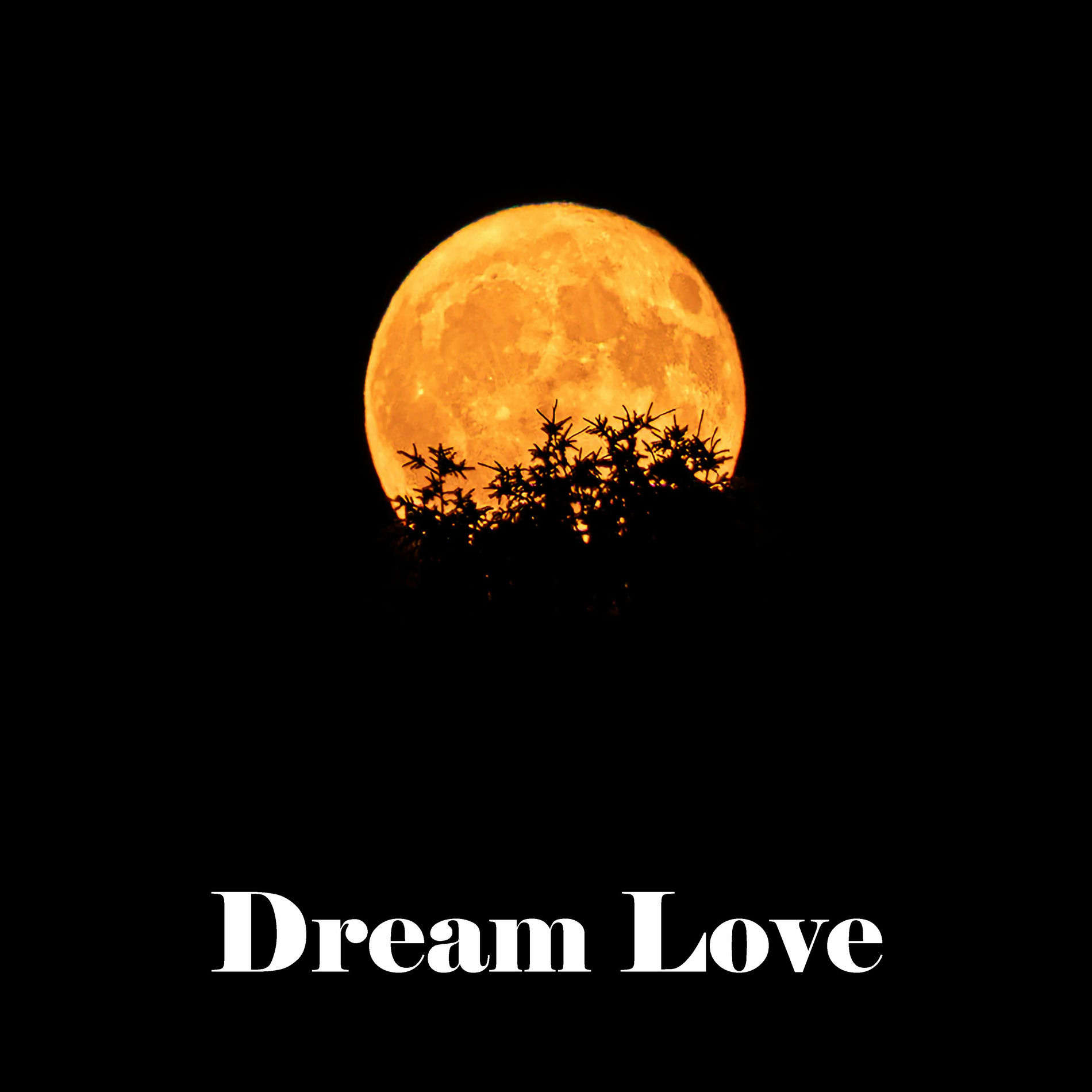 Album cover of Dream Love