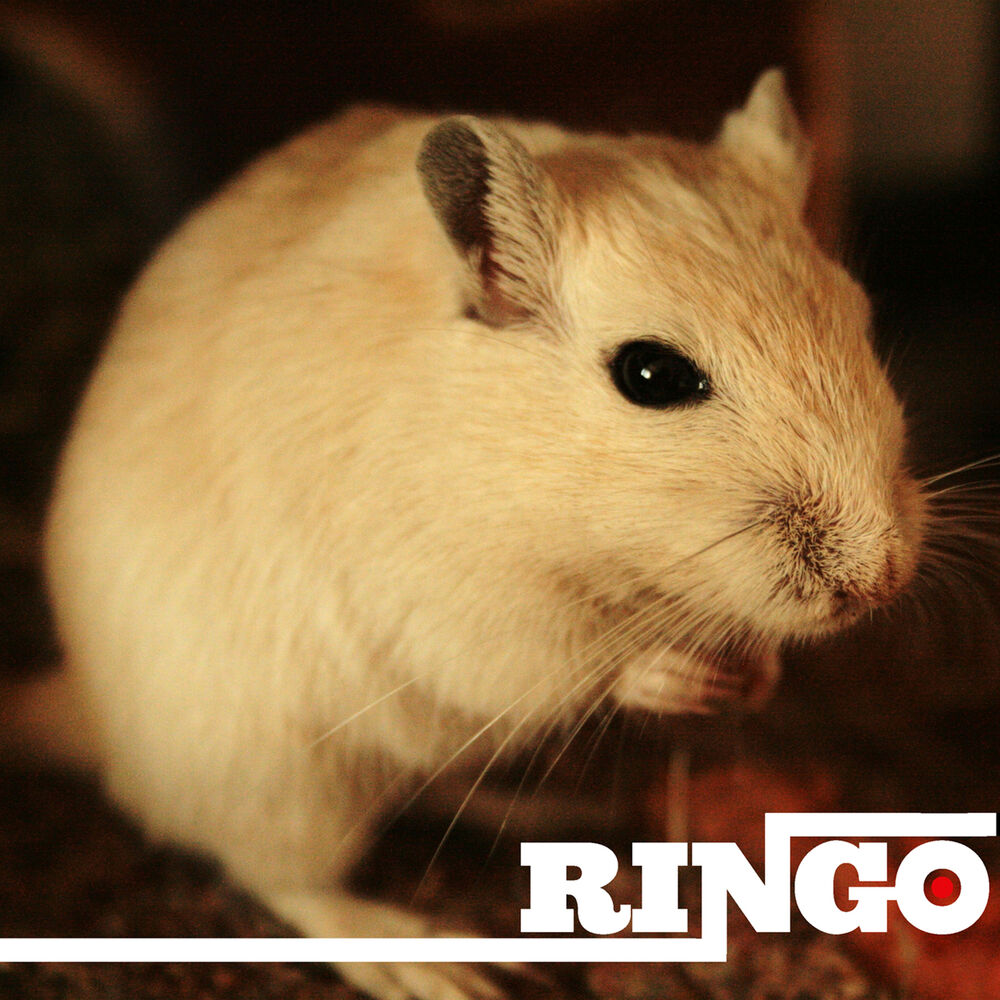Picture of Ringo