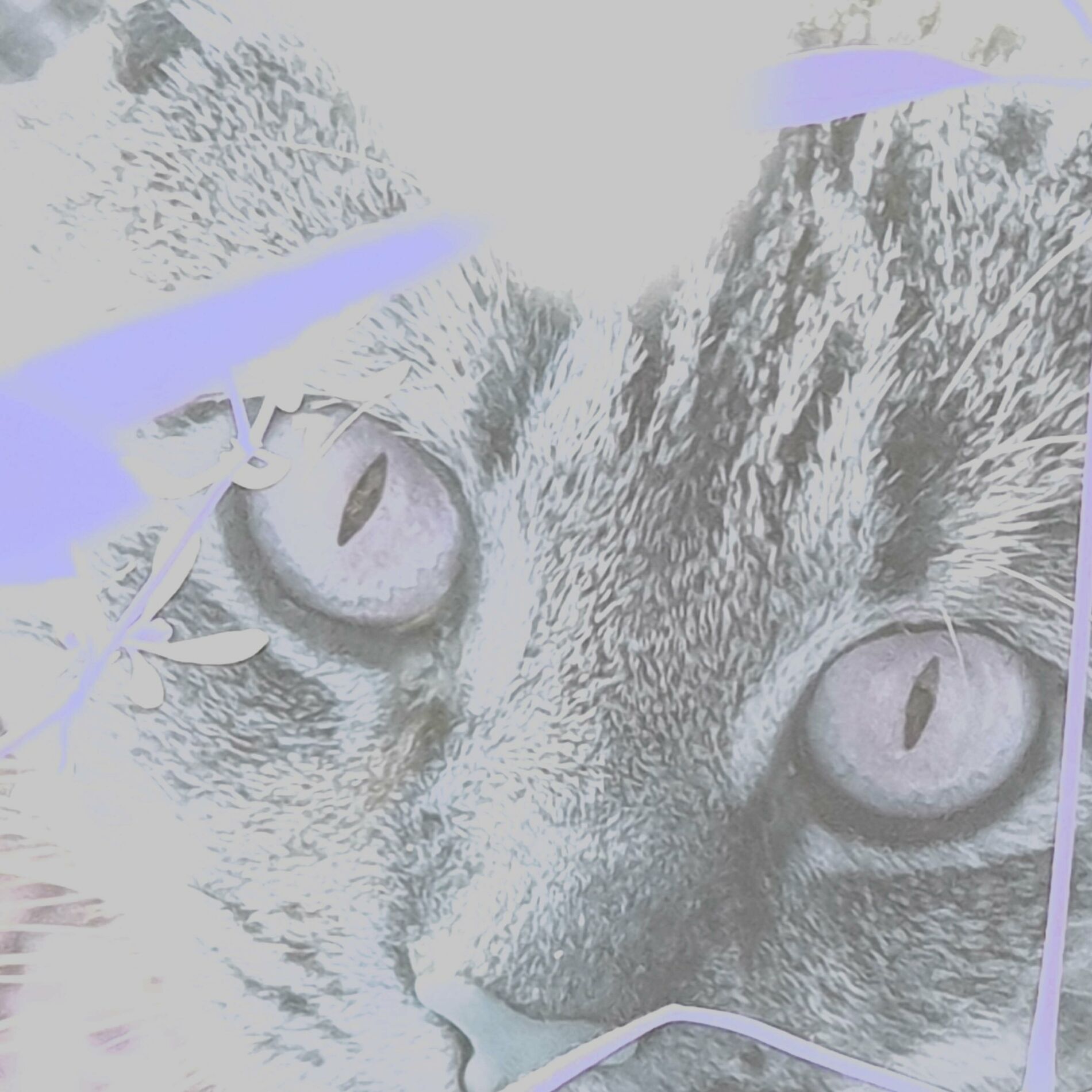 Album cover of feels like vinilla