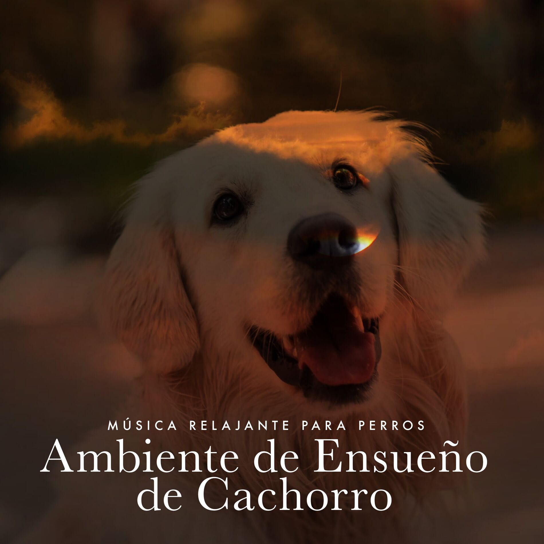 Album cover of Ambiente de Ensueño de Cachorro