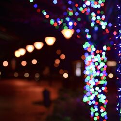 Cover of Let's Trim the Tree! - 50 Timeless Tunes to Get You in the Christmas and New Years Mood