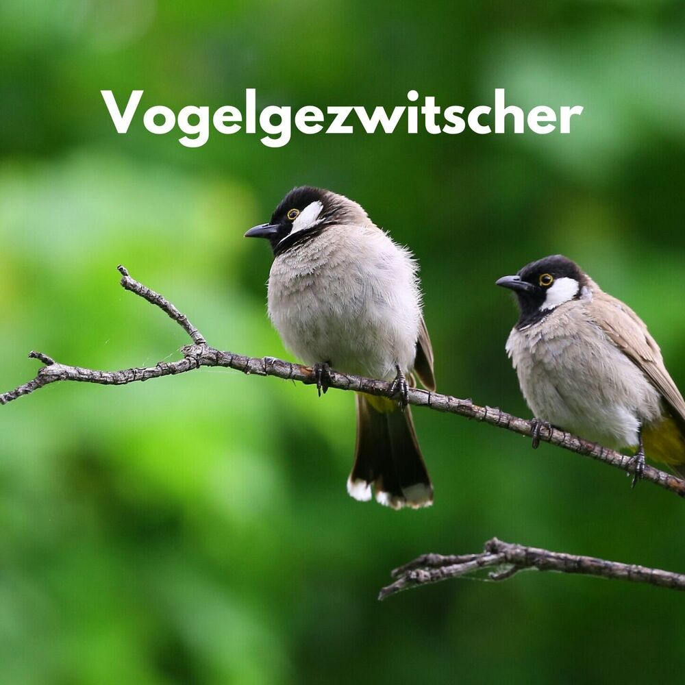 Picture of Vogelgezwitscher