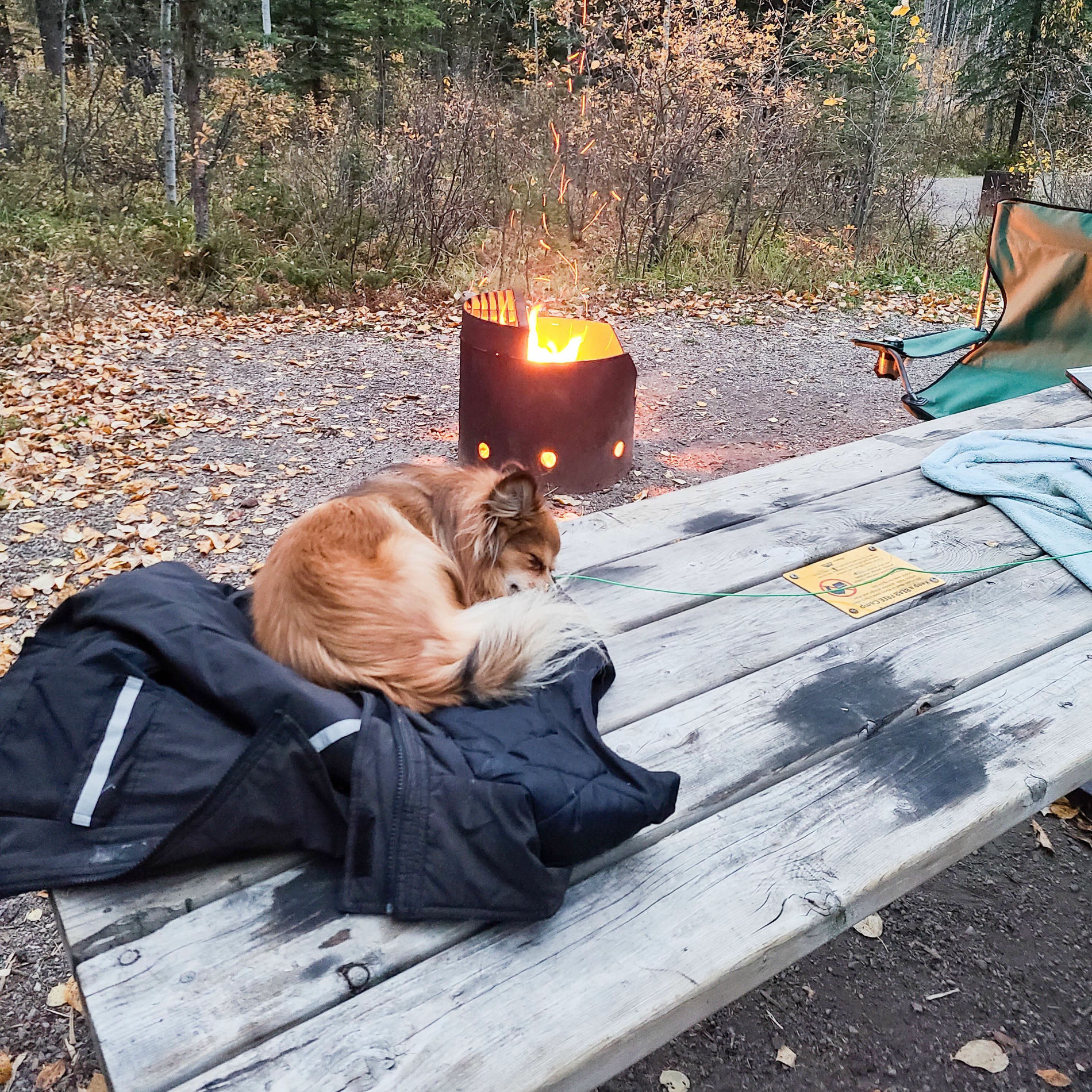 Album cover of Dreams by the Fire: An Ambient Soundscape for Relaxing Dog Sleep