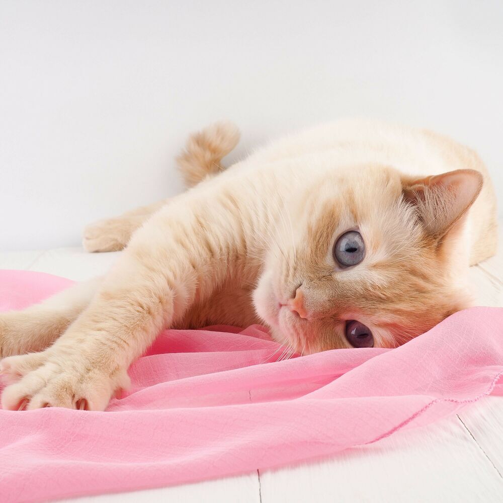 Picture of Cat Raindrops: Tender Piano Melodies Play
