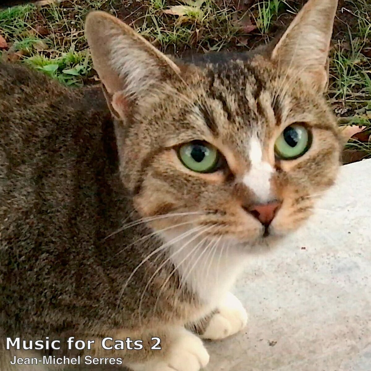 Album cover of Music for Cats 2