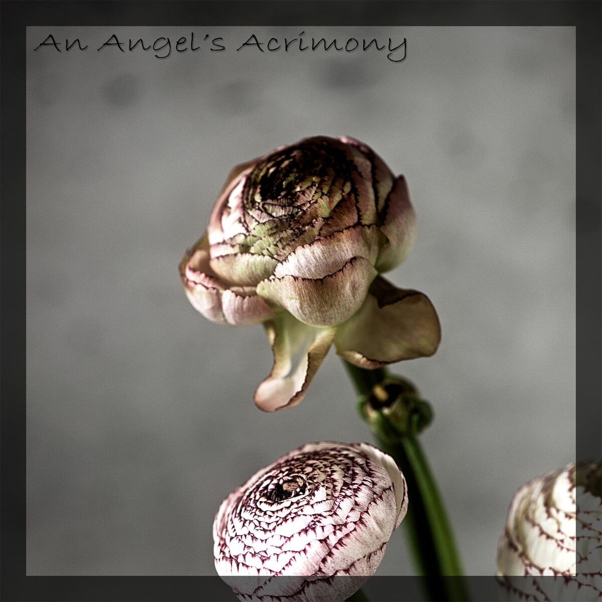 Album cover of An Angel's Acrimony
