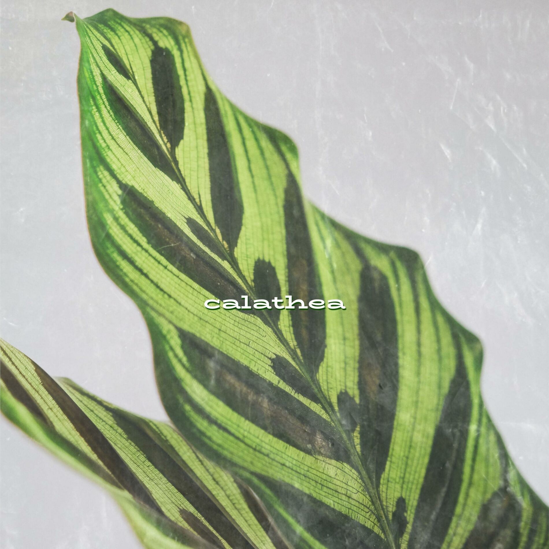 Album cover of Calathea