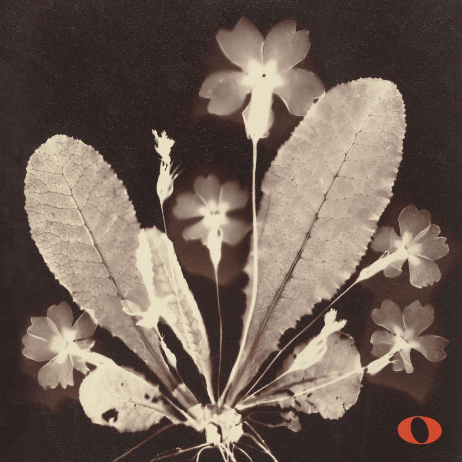 Album cover of Lieder Opp. 40 — 36 — 35