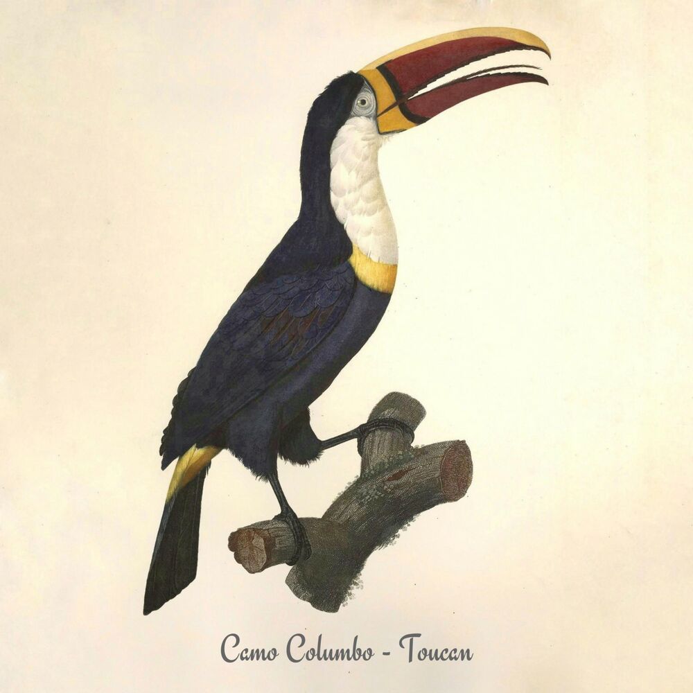 Picture of Toucan