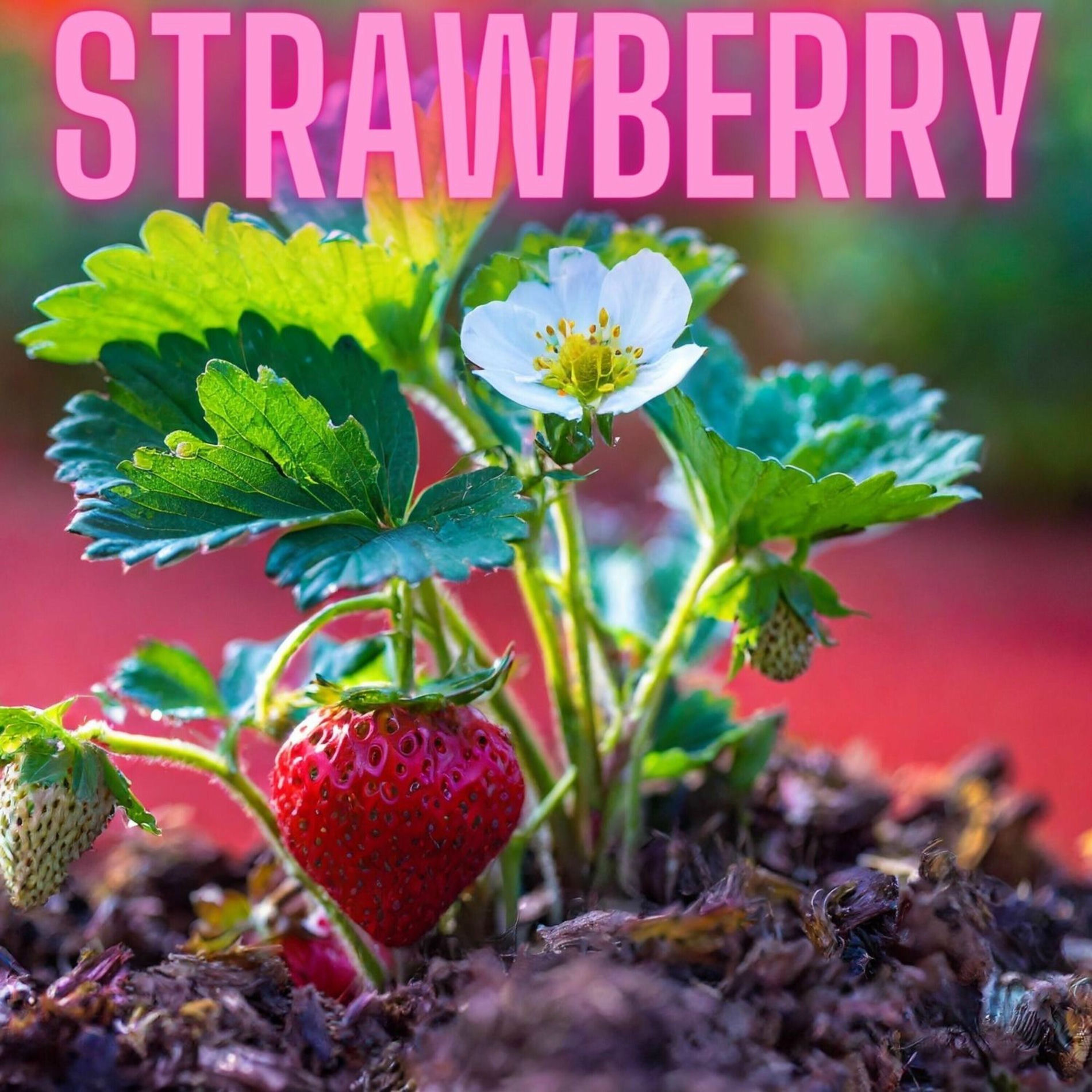 Album cover of Strawberry