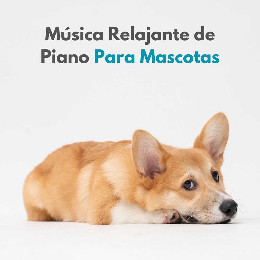 Picture of Música Relajante De Piano Para Mascotas