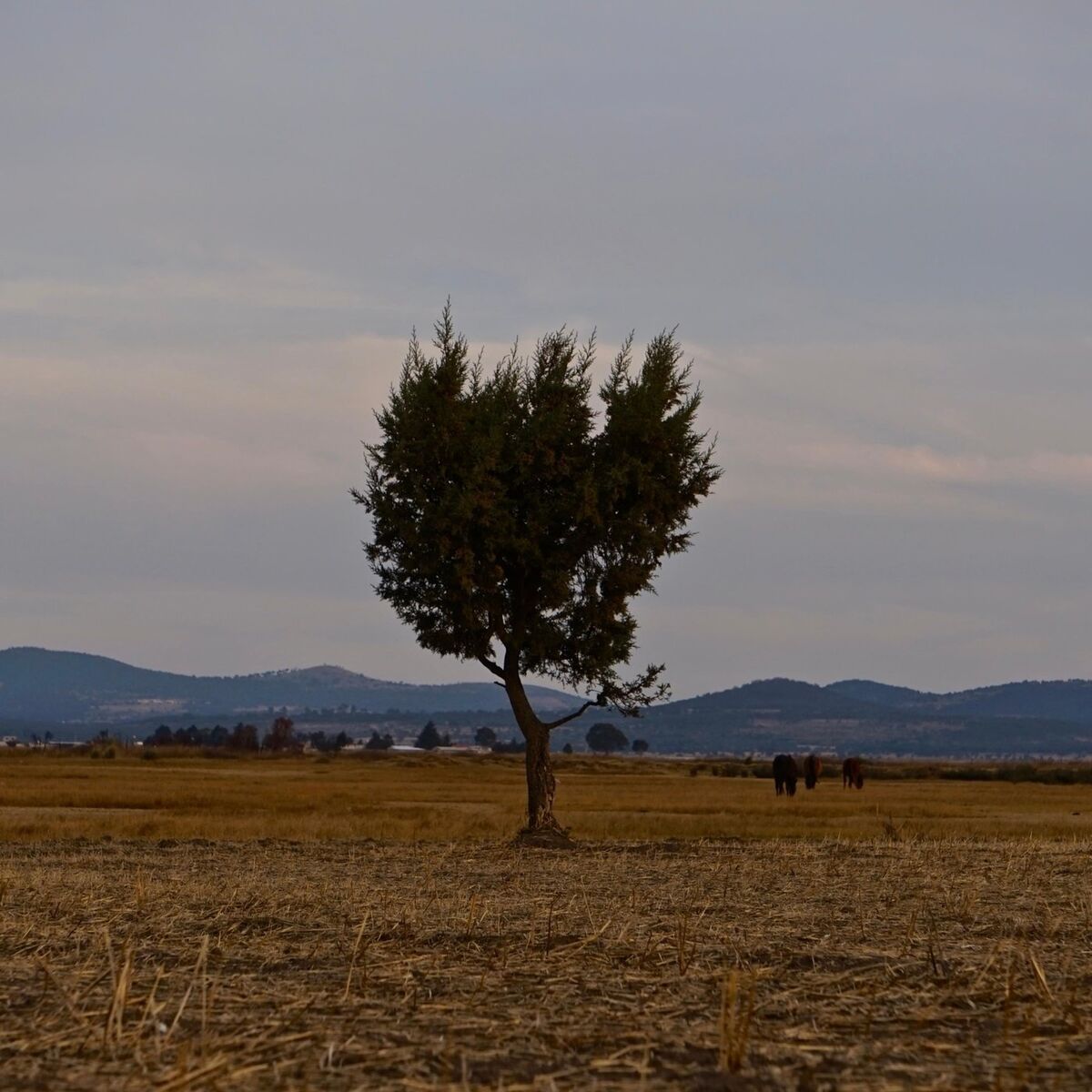 Album cover of Fragilidad