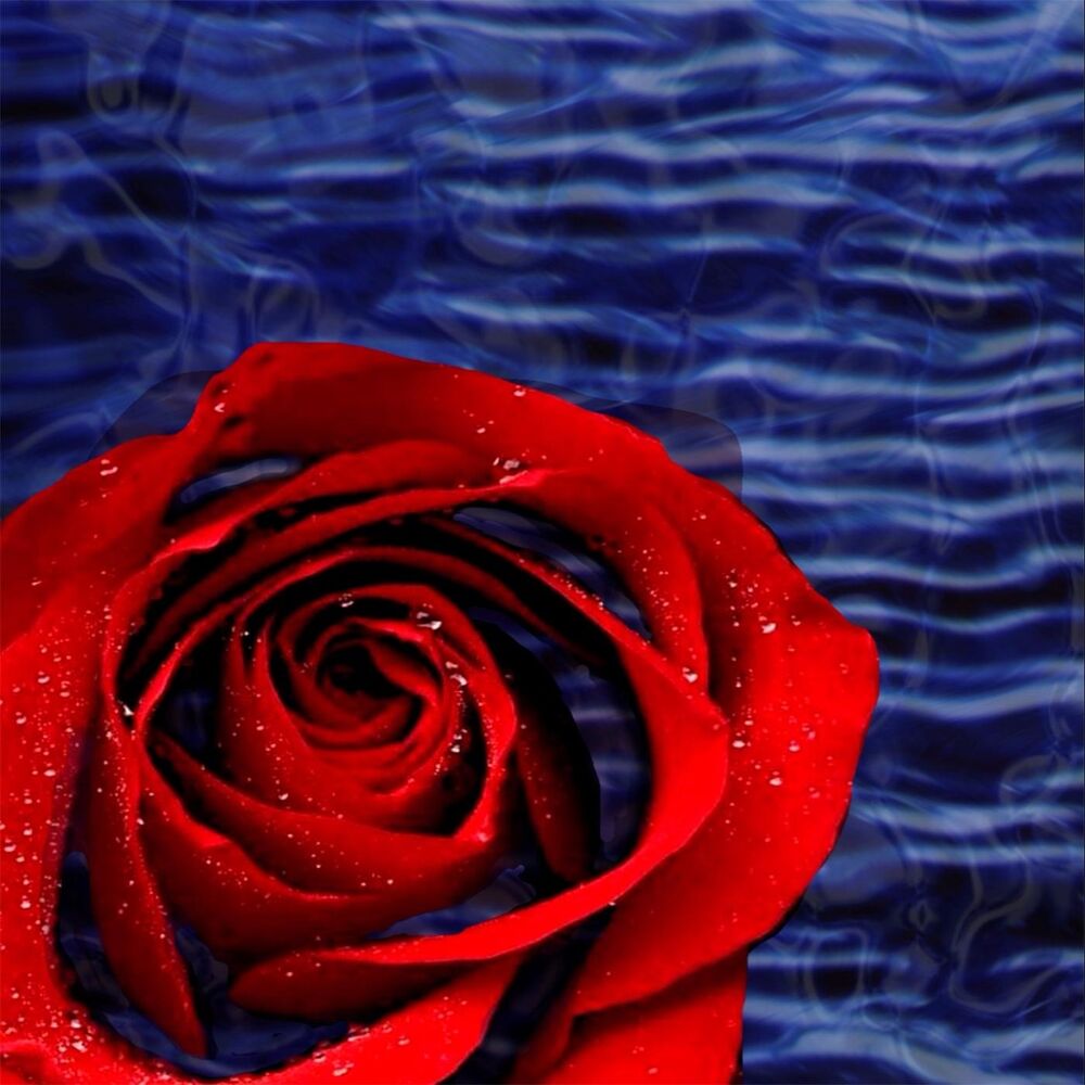 Picture of Rosas en el Mar