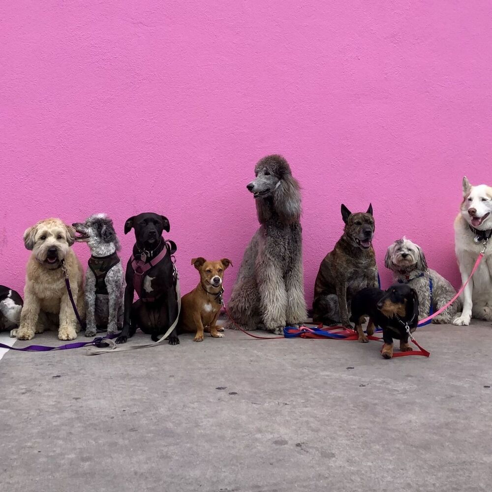 Picture of Canine Sonata: Piano Melodies for Dogs