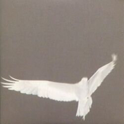 Cover of Adrop