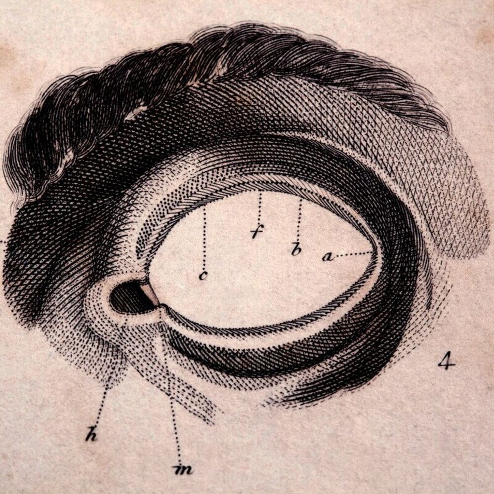 Picture of The Mind's Eye