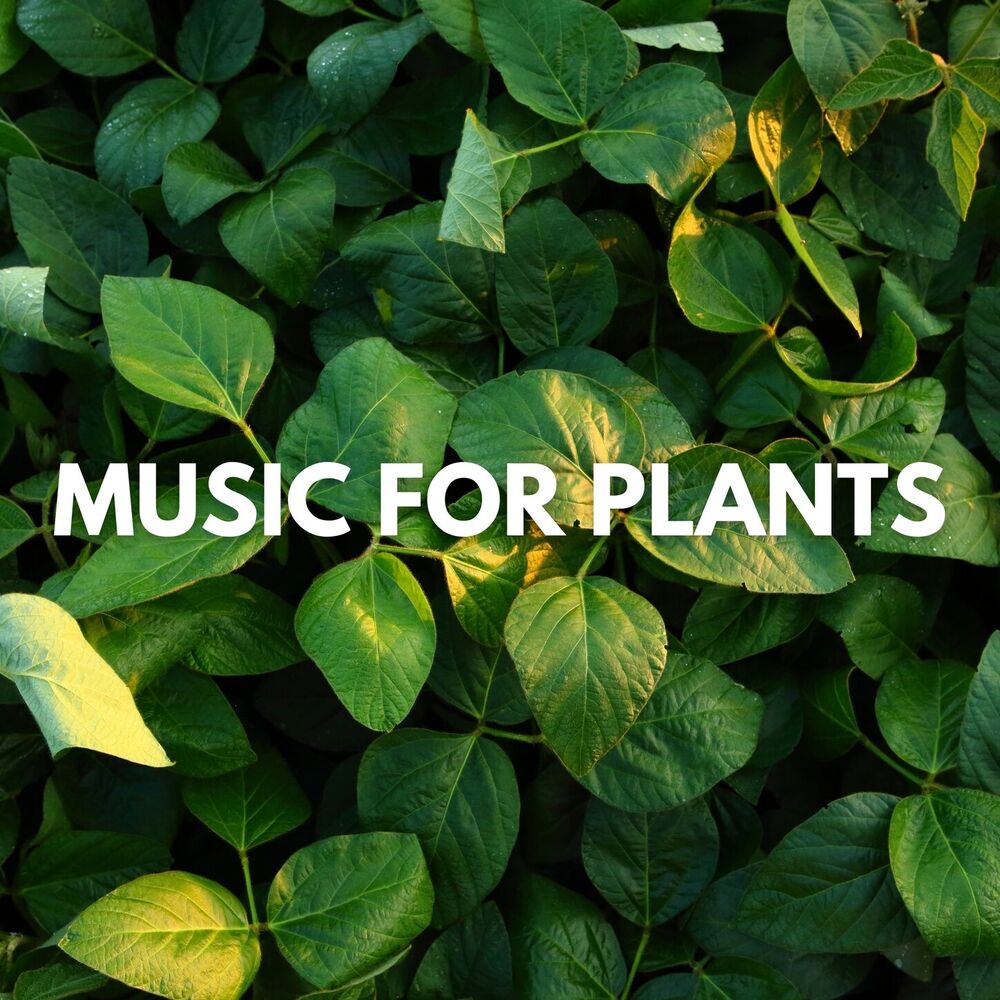 Picture of Music for Plants