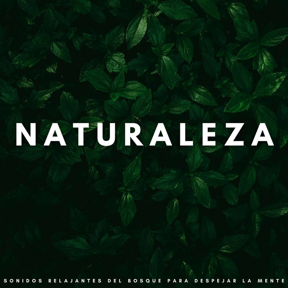 Picture of Naturaleza: Sonidos Relajantes Del Bosque Para Despejar La Mente