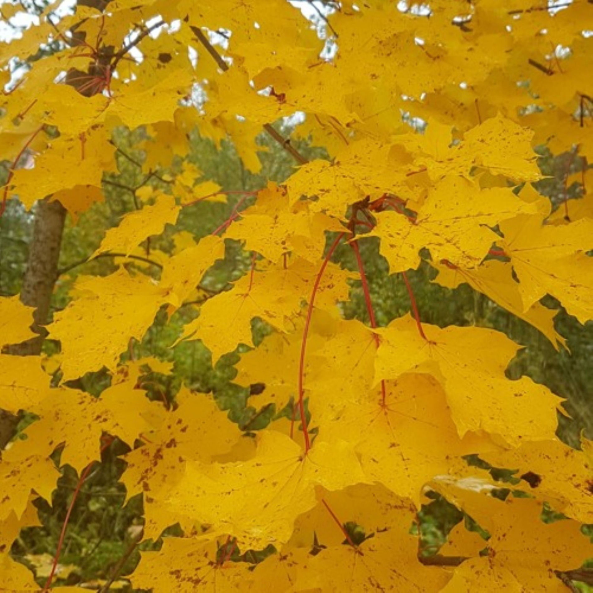 Album cover of yellow leaves (feat. Deergod)
