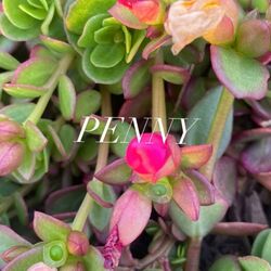 Cover of Penny