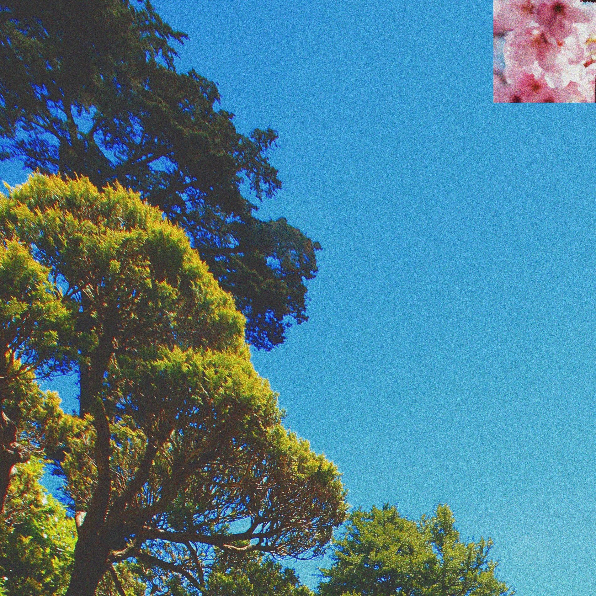 Album cover of little garden