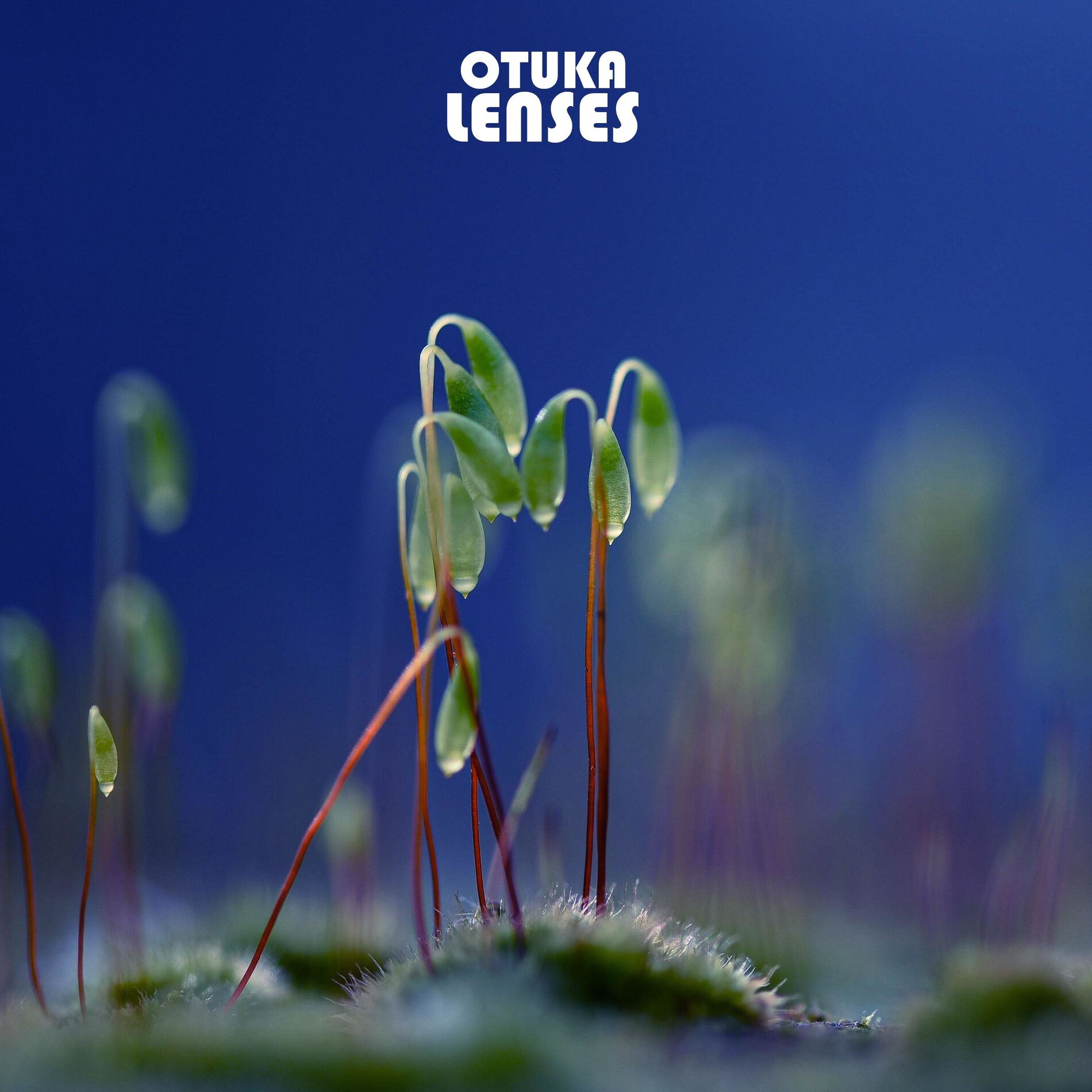 Album cover of Lenses