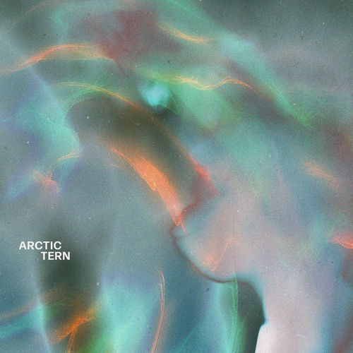 Arctic Tern artwork