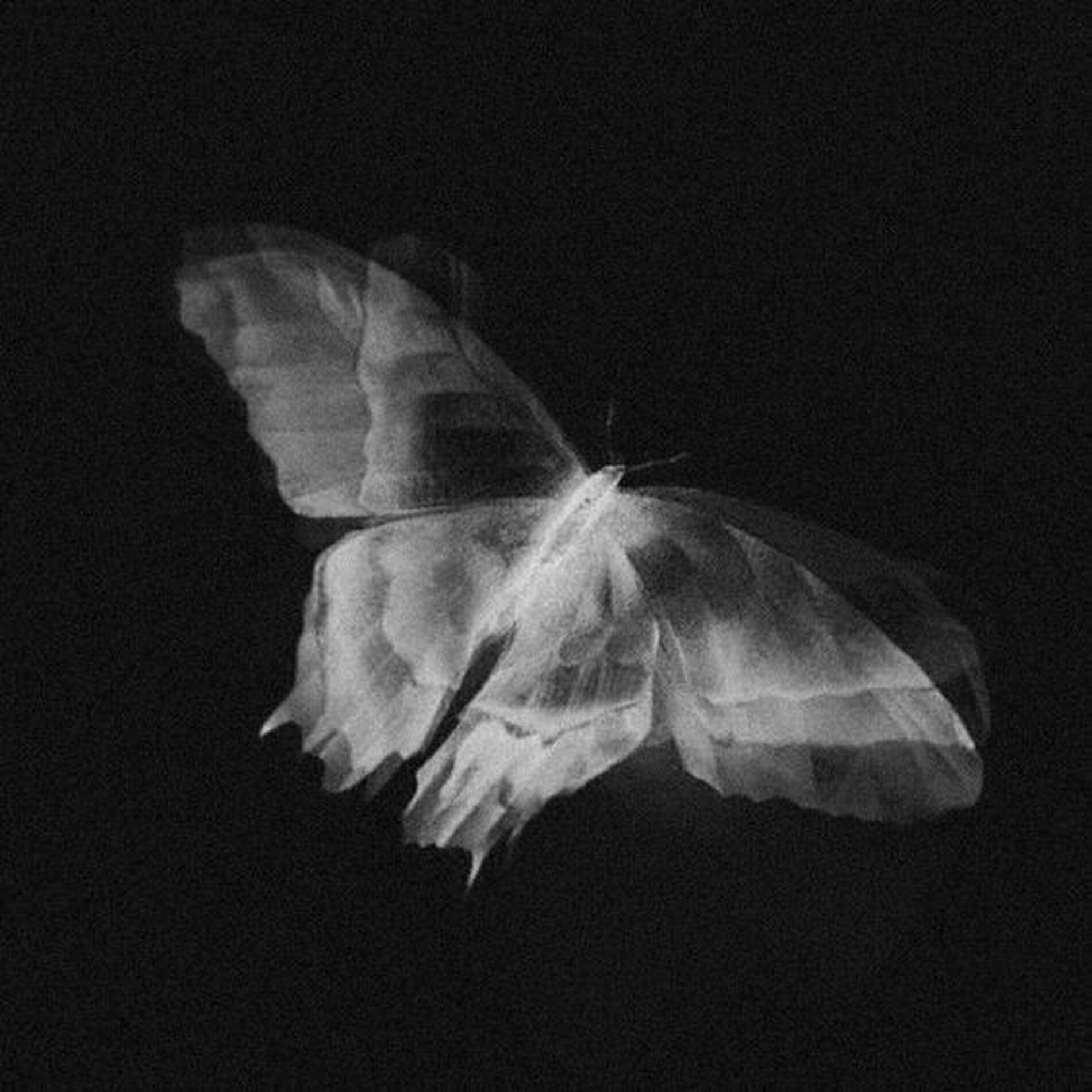 Album cover of Grateful.
