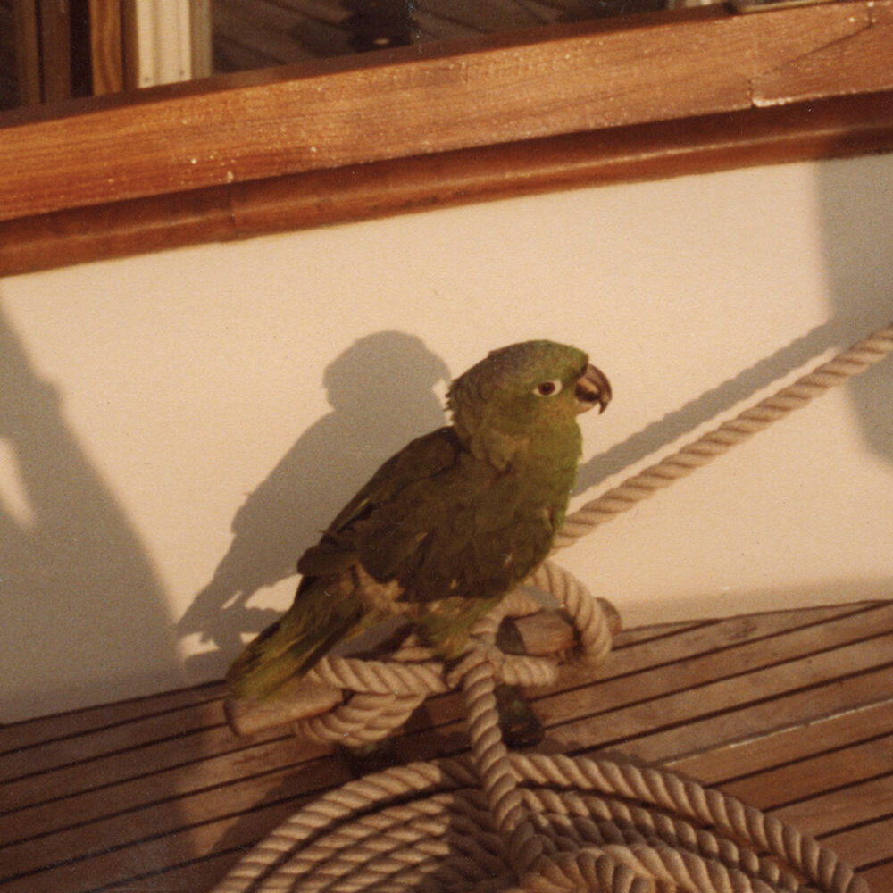 Picture of Bimini