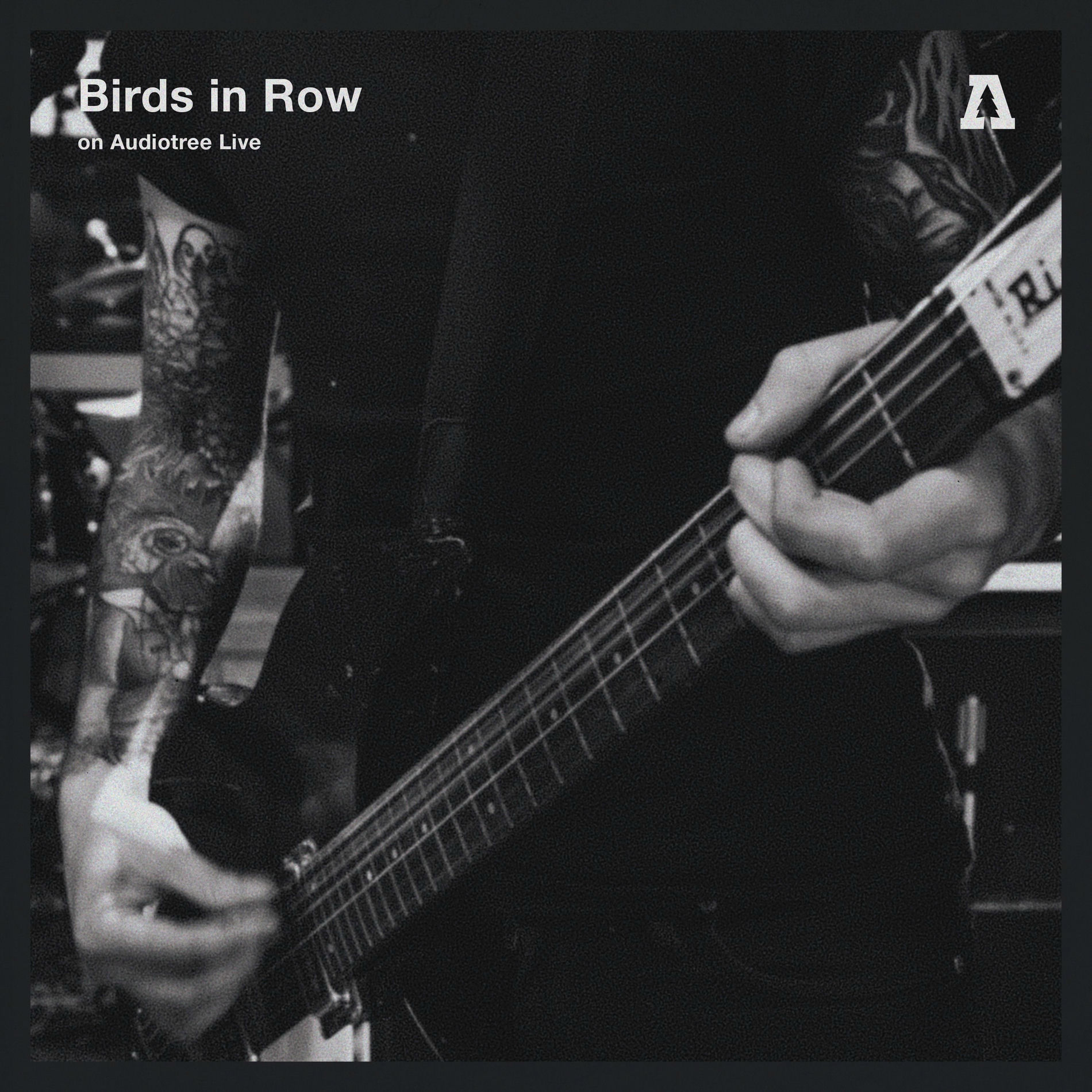 Album cover of Birds in Row (Audiotree Live)
