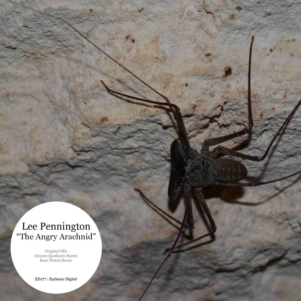 Picture of The Angry Arachnid