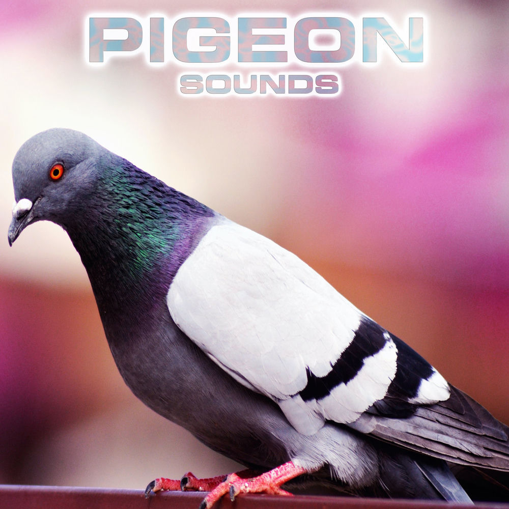 Sounds of Pigeon (feat. National Geographic Soundscapes, Soothing Sounds, Nature Sounds New Age, Relaxing Nature Sound & White Noi