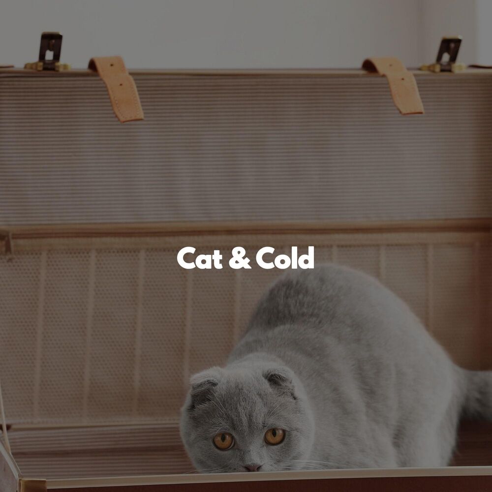 Picture of Cat & Cold