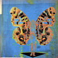 anatomy of the human butterfly
