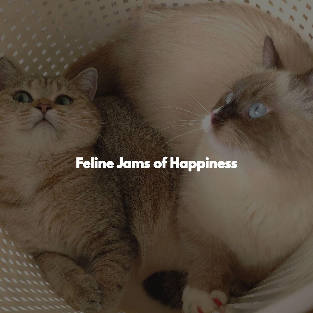Picture of Feline Jams of Happiness