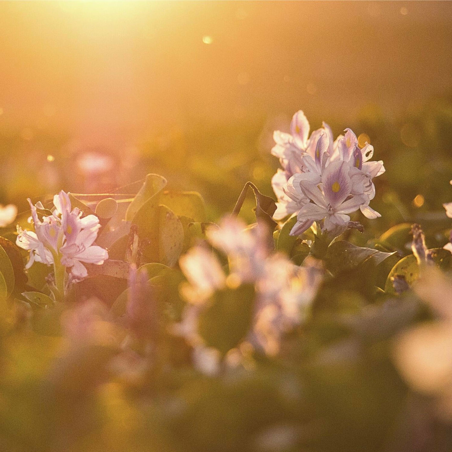 Album cover of Affection