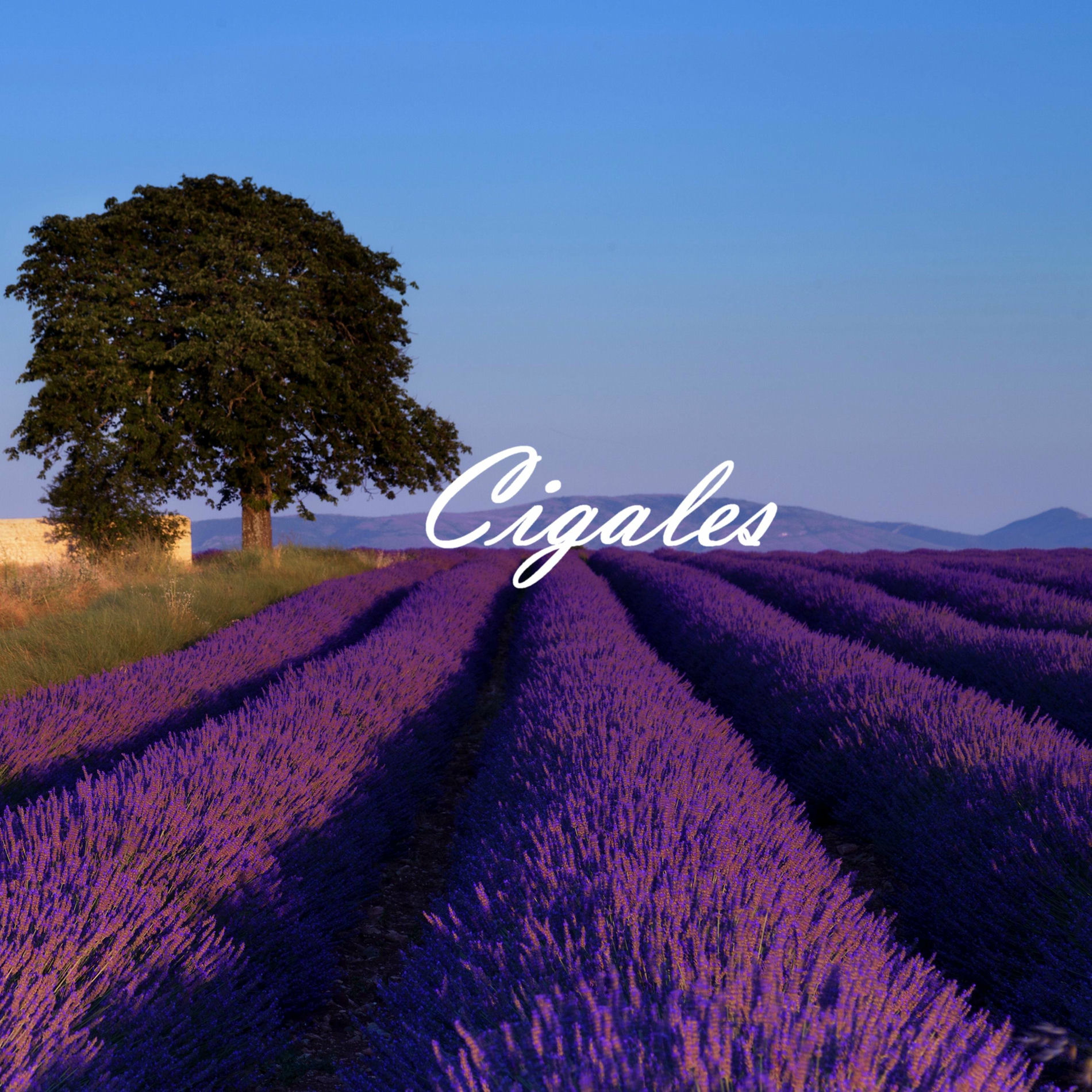 Album cover of Cigales