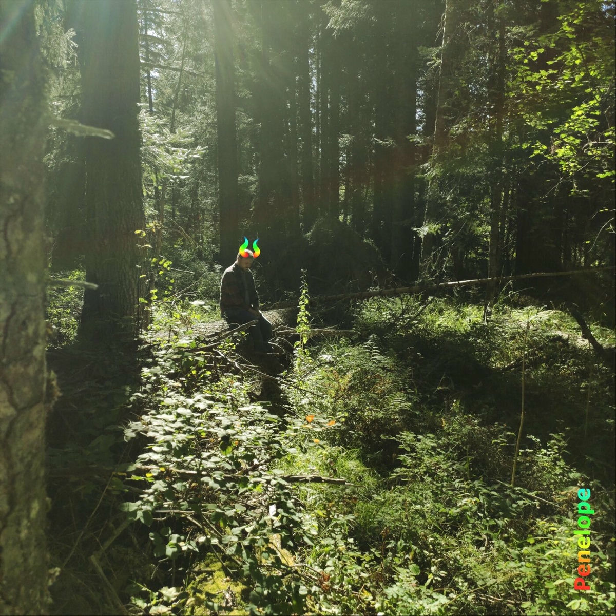 Album cover of The Forest Longs to Be Remembered...