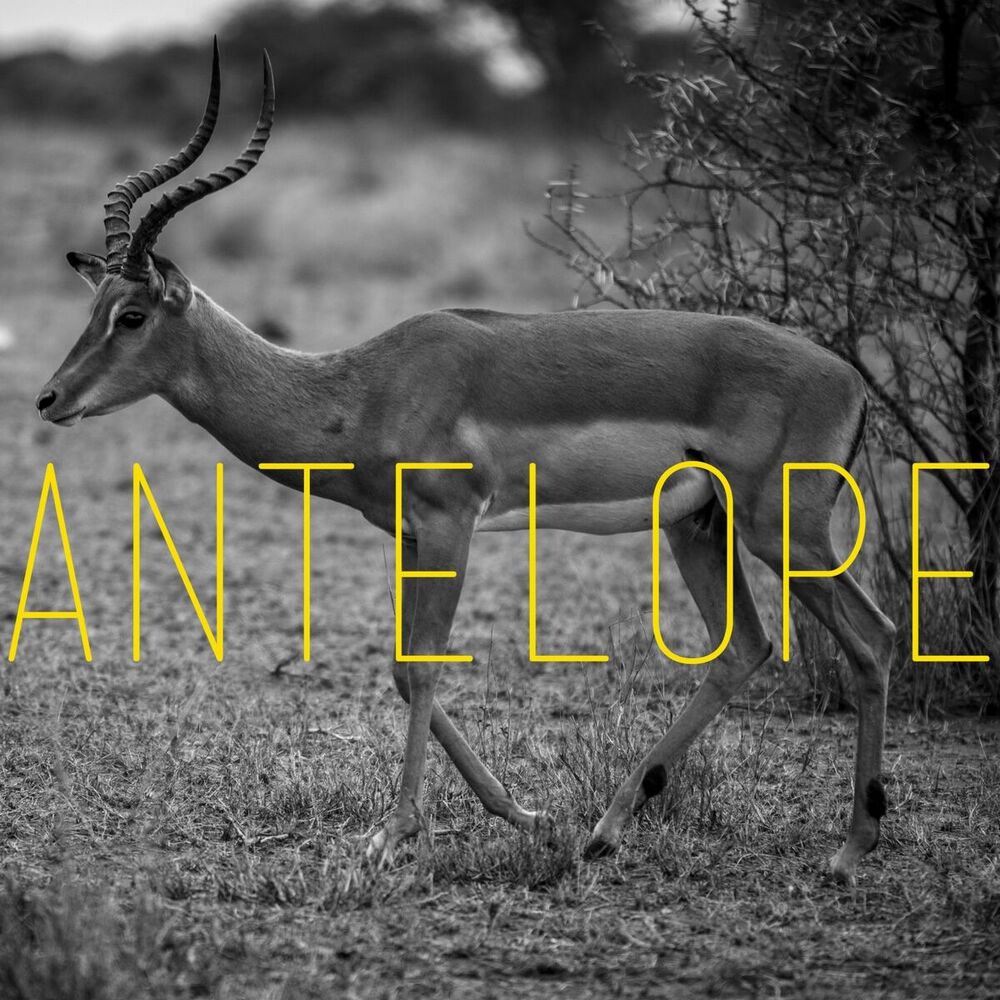 Picture of Antelope (Remixes)