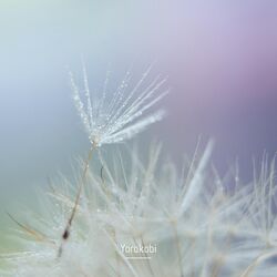 Cover of Stillness