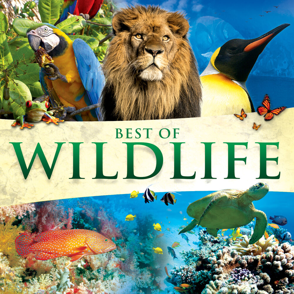 Picture of Best Of Wildlife